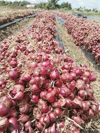 hành tím Vĩnh Châu