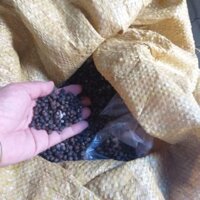 Hạt bông gòn 1kg (GIỐNG F1 CHUẨN GIỐNG )