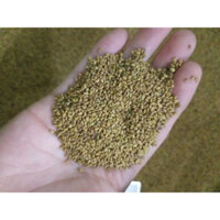 Hạt cỏ chăn nuôi ALFALFA Linh Lăng - Cỏ Họ Đậu (gói 500g) - Cỏ Chăn Nuôi Giàu Dinh Dưỡng