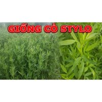 Hạt Cỏ Chăn Nuôi Stylo - Cỏ Họ Đậu - Gói 200g - Hạt Giống Cỏ Chăn Nuôi