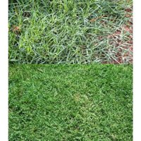 HẠT CỎ THẢM BERMUDA XANH 250gram - CỎ THẢM CẢNH, CỎ TRANG TRÍ SÂN VƯỜN
