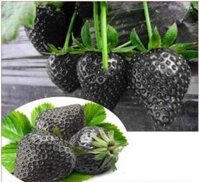 Hạt dâu tây đen