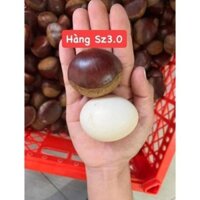 [Hạt dẻ tươi size 3.0] - 1 Kg hạt dẻ tươi size to bằng quả trứng gà Siêu Ngậy Siêu Ngon 58