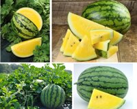 Hạt dưa hấu ruột vàng