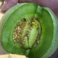 HẠT DƯA LÊ XANH CIU NIU ĐÀI LOAN