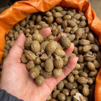 Hạt Đười Ươi Bay (loại 1) Nở Nhiều - Hạt to vừa