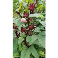 Hạt giống Atiso đỏ 500gr