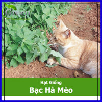 Hạt Giống Bạc Hà Mèo Catnip Cỏ Mèo