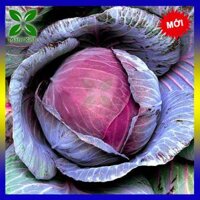 Hạt Giống Bắp Cải Tím Nhật Bản TN198 (Red Cabbage)