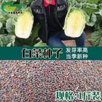 Hạt giống bắp cải Trung Quốc đóng gói rời, vườn nông trại Baotou, lá ngoài chặt, lá trong xanh, hạt bắp cải lớn mềm