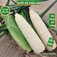 Hạt giống bắp nếp trắng Thái Lan bông to ngon dẻo ngọt hạt ngô nếp trắng 1kg nảy mầm cao dễ trồng Hạt giống Chidida
