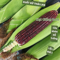 Hạt giống bắp tím Thái Lan ngon ngọt dẻo thơm trái to hạt ngô nếp gói 1kg nảy mầm cao cây khỏe dễ trồng Hạt giống Gold