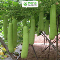 Hạt giống bầu trái dài F1 Rado 49