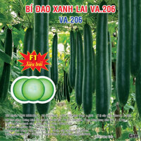 Hạt giống Bí Đao Xanh Lai F1 (VA.206) 10gram
