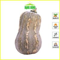 Hạt Giống Bí Đỏ Hạt Đậu Bí Đỏ Hồ Lô Lai F1 Năng Suất Cao rạng đ- Hạt giống Rạng Đông