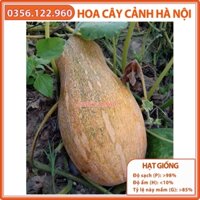 Hạt giống bí ngô mật F1 Cao sản - gói 02g - Shop hoa cây cảnh Hà Nội