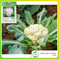 Hạt Giống Bông Cải Trắng F1 Phú Nông Súp Lơ Trắng - Gói 0.3G - Dễ Trồng, Chịu Nhiệt VTNN Nông Điền Trang