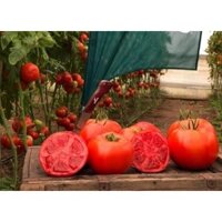 Hạt giống cà chua beef F1