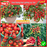 Hạt giống cà chua bi đỏ F1 Loại Siêu Dễ Trồng kháng sâu bệnh nặng xuất cao [ gói 50gram,100gram,...]