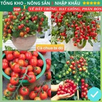 Hạt giống cà chua bi đỏ F1 (gói 50g, 100g, 200g) Loại Siêu Dễ Trồng Dễ Chăm Sóc
