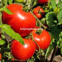 HẠT GIỐNG CÀ CHUA CHÙM BỘT CHỊU NHIỆT F1 - 20 HẠT