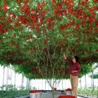 Hạt giống Cà chua giàn ( Cà chua bạch tuôc) (Gói 7-10 hạt - Kèm tài liệu HD) [bonus]