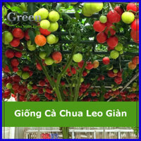 Hạt Giống Cà Chua Leo Giàn 20H