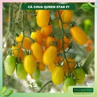 Hạt giống Cà Chua Queen Star F1 chịu nhiệt - Cà chua Nữ Hoàng nhập Mỹ cao cấp