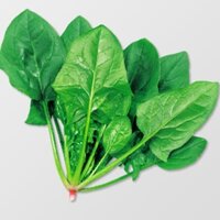 Hạt giống Cải Bó Xôi  Rau chân vịt F1 - nảy mầm cao