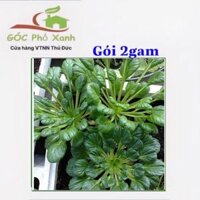 Hạt giống cải hoa hồng gói 2gam