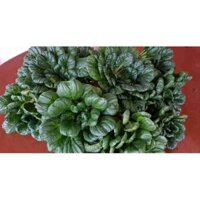 Hạt giống cải hoa hồng tatsoi