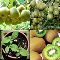 Hạt giống cây ăn trái kiwi - 1 gói 30 hạt