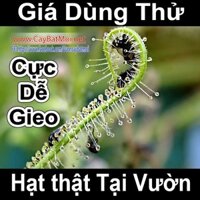 Hạt Giống Cây Drosera Indica Green, Cây bắt muỗi, Cây Bẫy keo, cây ăn thịt, cây gọng vó .giongcaynhap