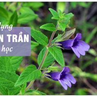 Hạt Giống Cây Dược Liệu Nhân Trần - Gói 1gram 200 hạt