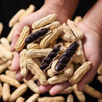 Hạt giống cây lạc đen KOKUMA ( gói/500gr) - Sinh Trưởng Phát Triển Khoẻ