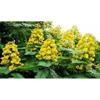 HẠT GIỐNG CÂY MUỒNG ĐEN LẤY GỖ (1KG)