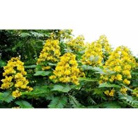 HẠT GIỐNG CÂY MUỒNG ĐEN LẤY GỖ (1KG) (uacj)