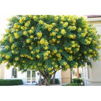 HẠT GIỐNG CÂY MUỒNG ĐEN LẤY GỖ (1KG) HÀNG CHUẨN - BAO ĐỔI TRẢ