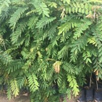 HẠT GIỐNG CÂY MUỒNG ĐEN LẤY GỖ (1KG) Sản phẩm có bảo hành