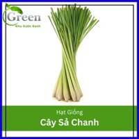 Hạt Giống Cây Sả Chanh 10H