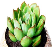 Hạt giống cây sen đá