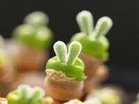 Hạt Giống Cây Tai Thỏ Đáng Yêu Cho Dân Công Sở