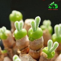 HẠT GIỐNG CÂY TAI THỎ MIX MÀU