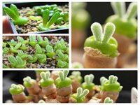 Hạt Giống Cây Tai Thỏ Mix Màu