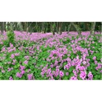 Hạt giống cỏ ba lá (củ me đất đỏ)