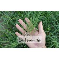 Hạt giống cỏ bermuda chuẩn mỹ 100,gr