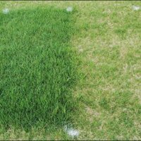 Hạt giống cỏ bermuda sân bóng champion gói 100gam