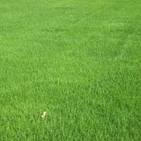 HẠT GIỐNG CỎ BERMUDA XANH CỎ THẢM CẢNH - TỶ LỆ NẢY MẦM ĐỒNG ĐỀU CAO