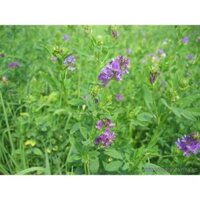Hạt giống cỏ chăn nuôi ALFALFA Linh Lăng - Cỏ Họ Đậu (gói 500g) - Hạt Giống Cỏ Chăn Nuôi
