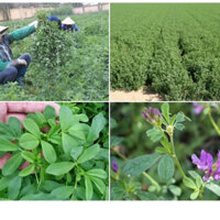 Hạt giống cỏ chăn nuôi  linh lăng (Alflfa)cỏ họ đậu (300gr/gói)-nãy mầm 95%
